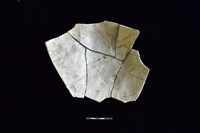 陶片藏品圖，第2張